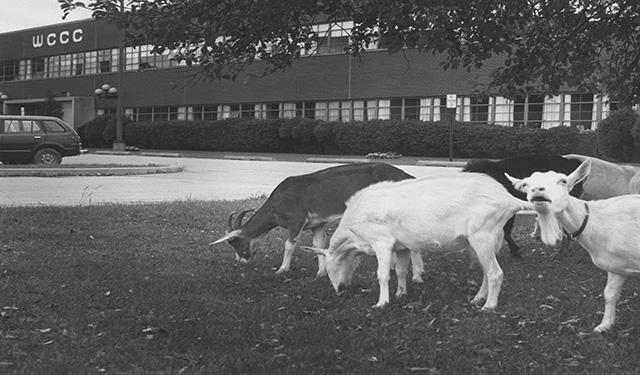 Animals from a nearby farm often wandered onto the campus in the early days.