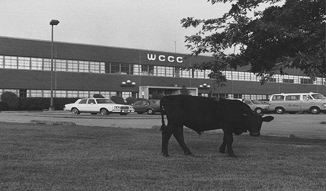 Animals from a nearby farm often wandered onto the campus in the early days.