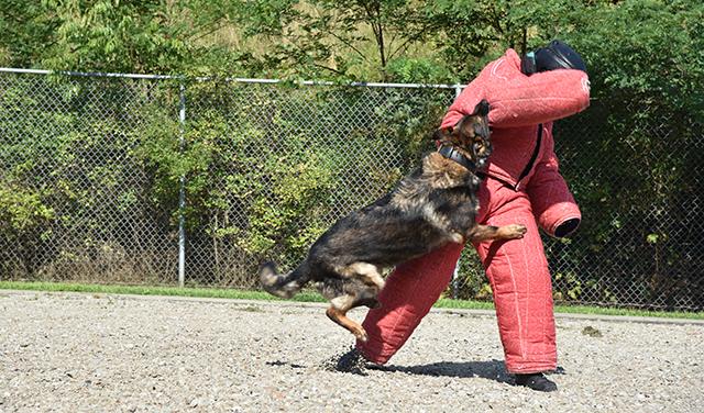 Cadet and K9